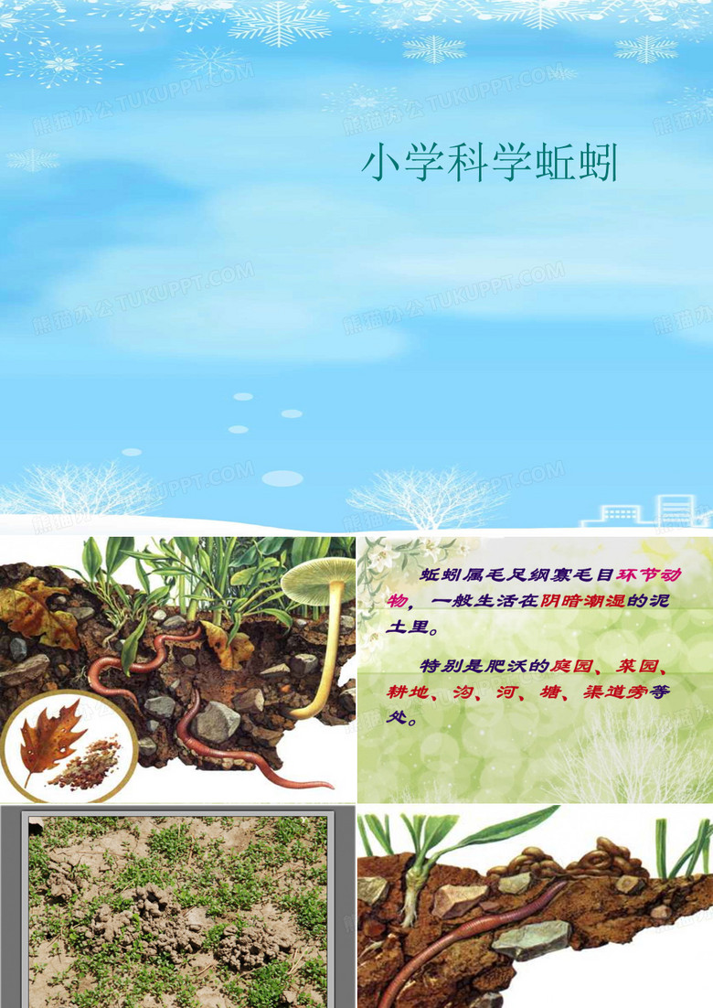 小学科学蚯蚓.2021完整版ppt