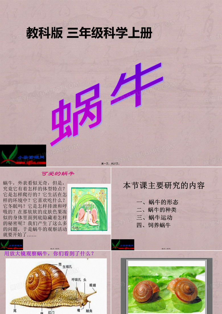 (教科版)三年级科学上册课件-蜗牛