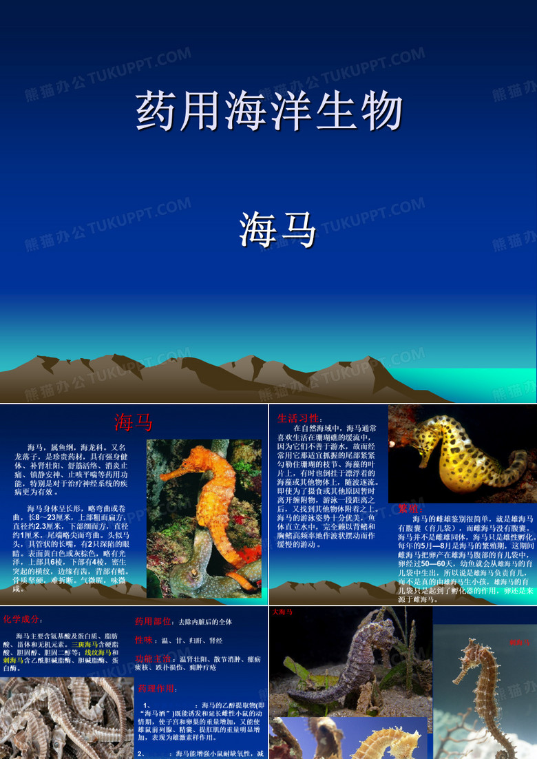 海马