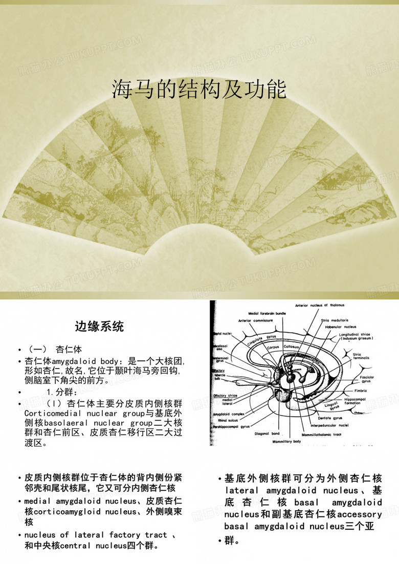 海马的结构及功能