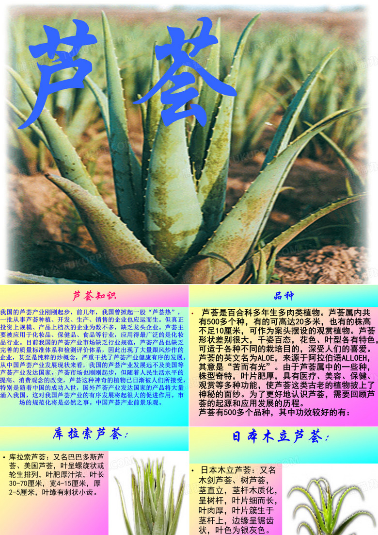 芦荟芦荟知识