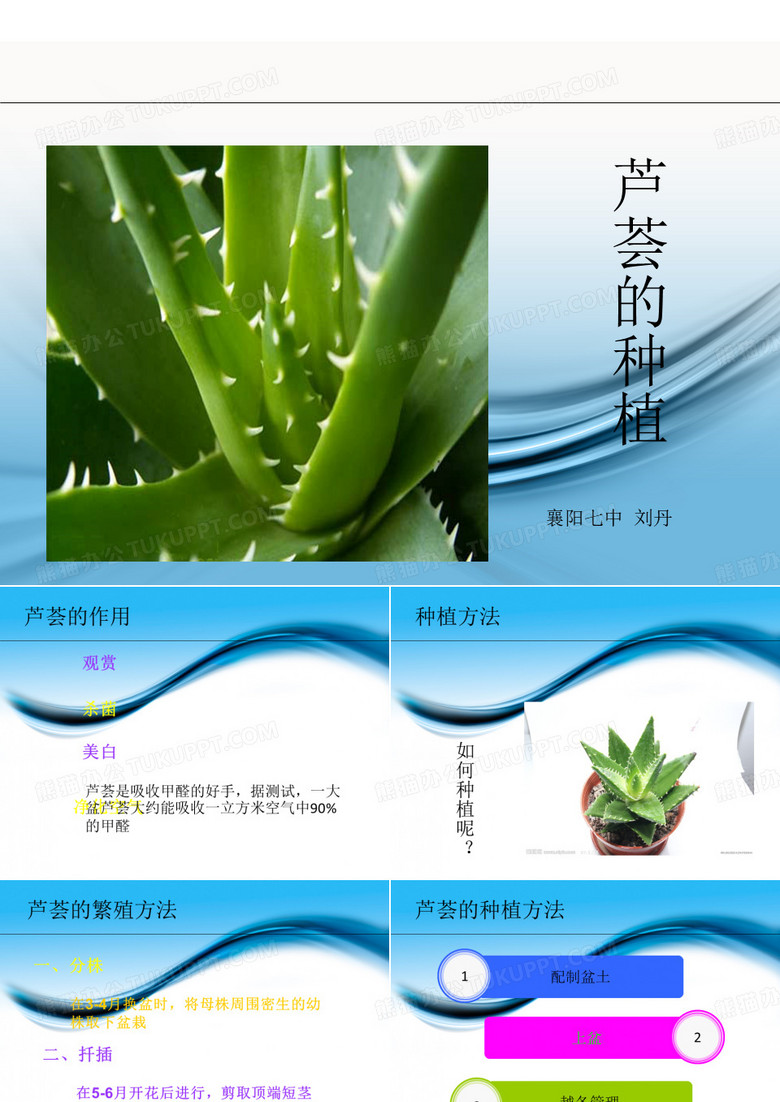 芦荟的种植