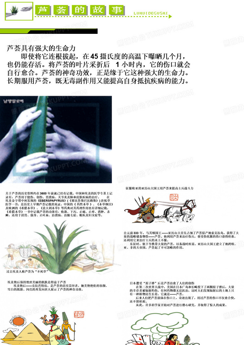 芦荟功效介绍