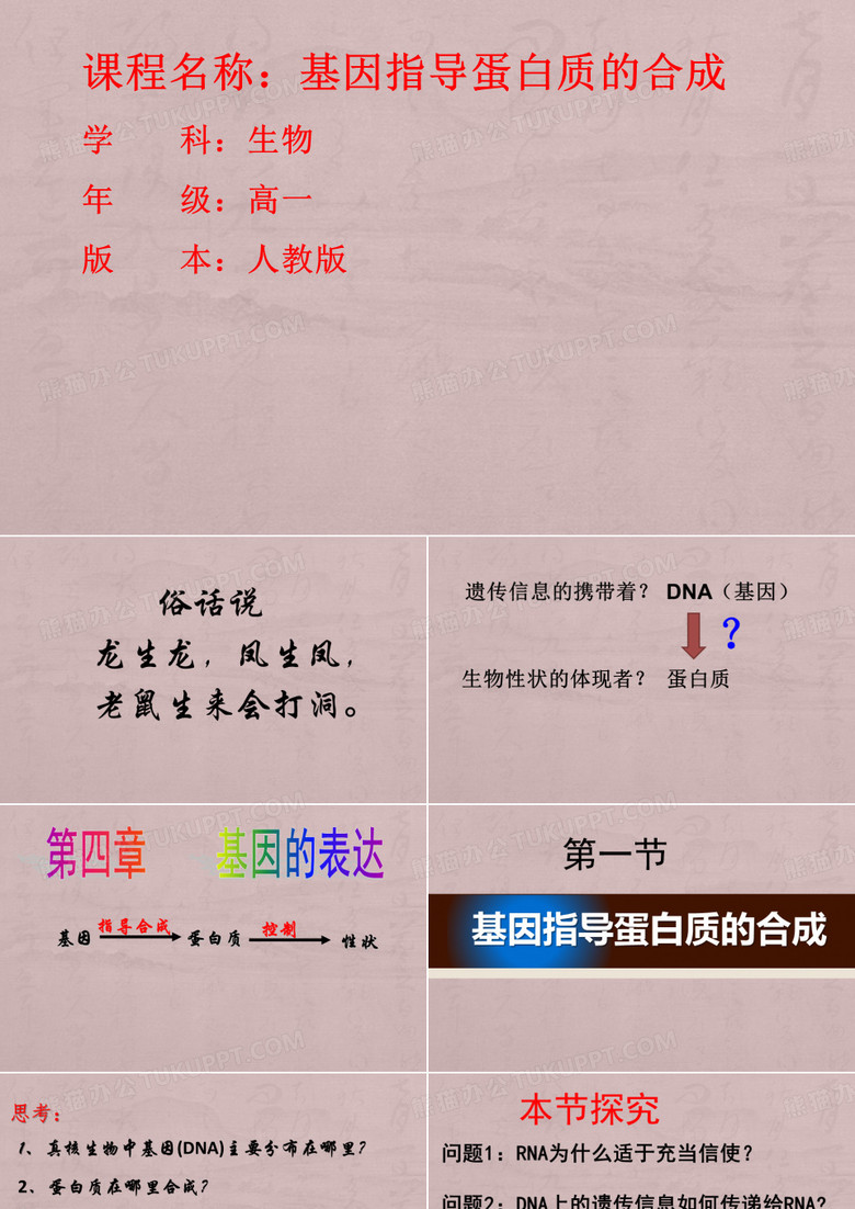 基因指导蛋白质的合成