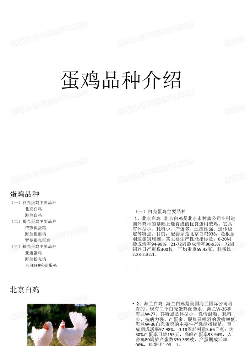 蛋鸡品种介绍