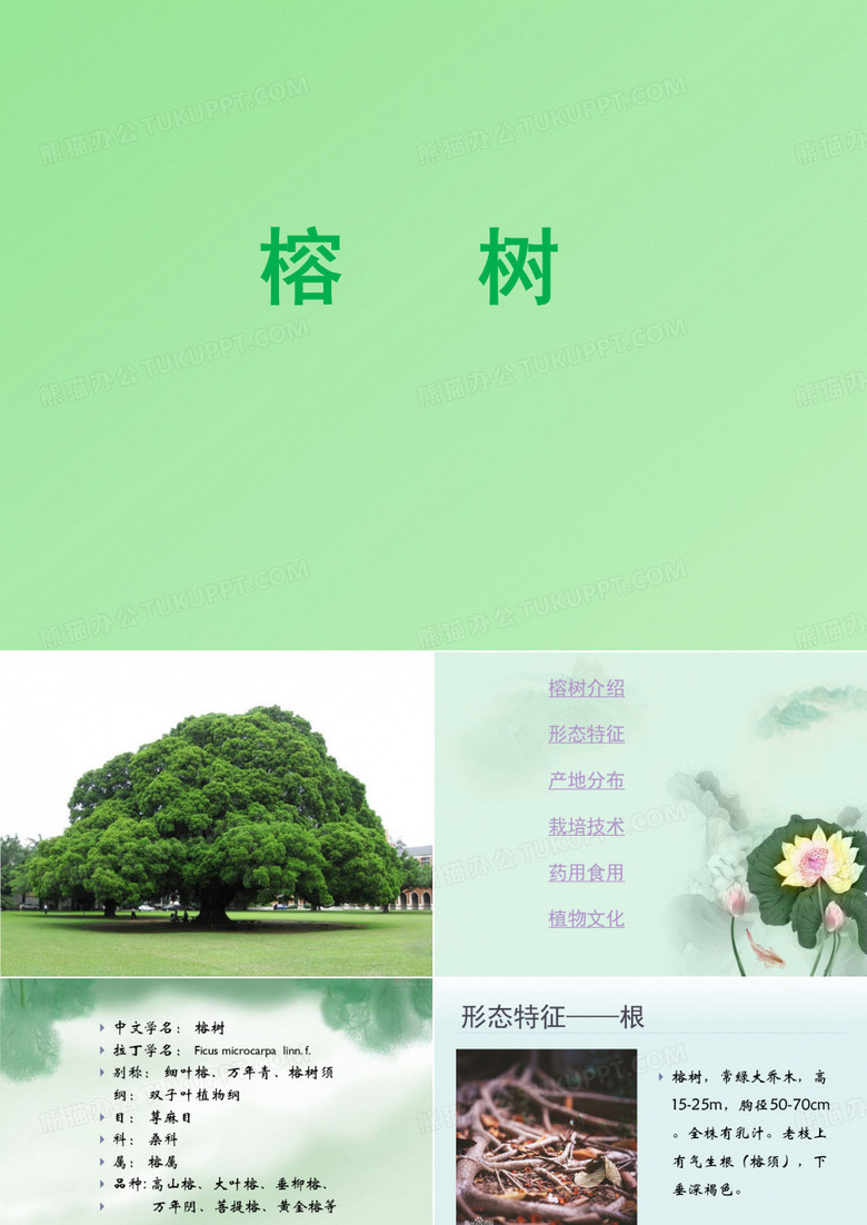 榕树