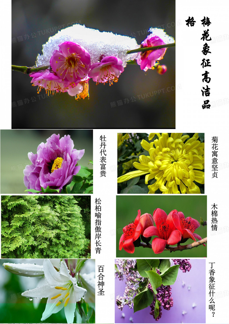 丁香结