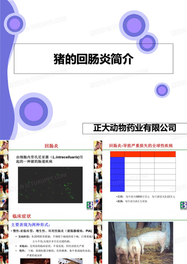猪回肠炎猪回肠炎简介