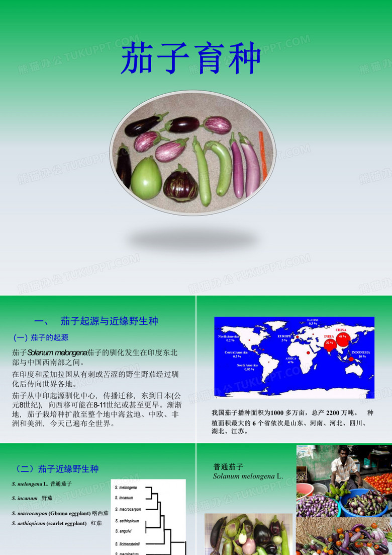 茄子育种PPT