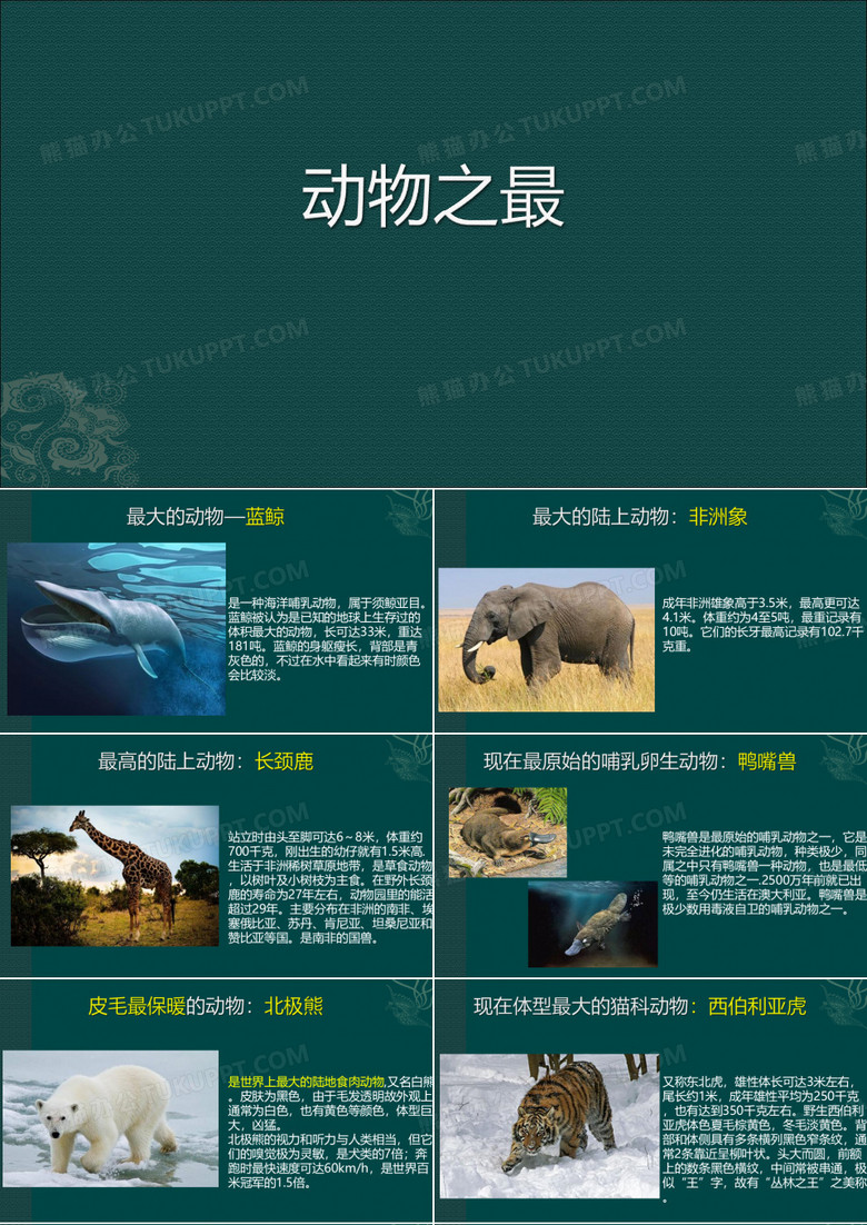 世界动物之最