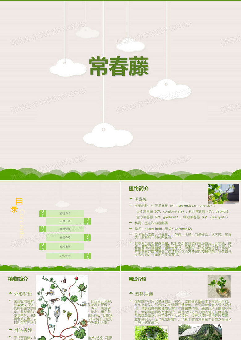 常春藤介绍