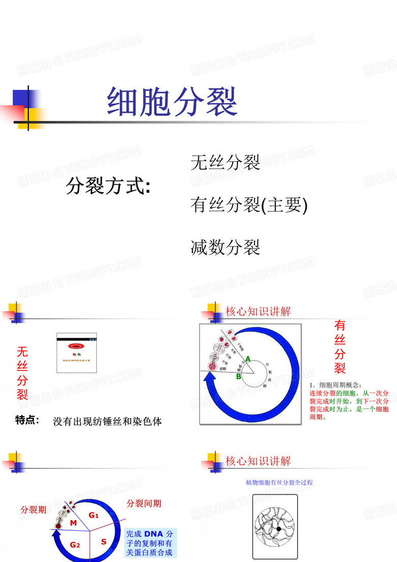 细胞分裂