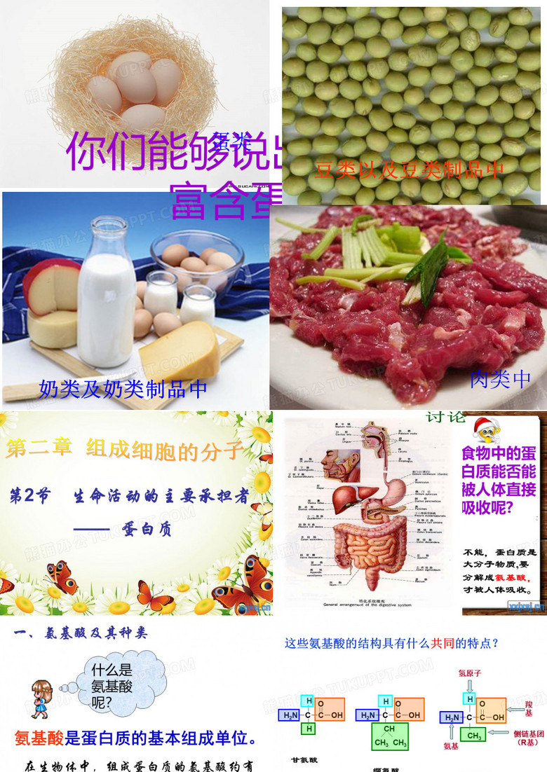 生命活动的主要承担者--蛋白质