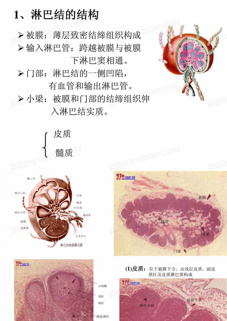 淋巴结的结构