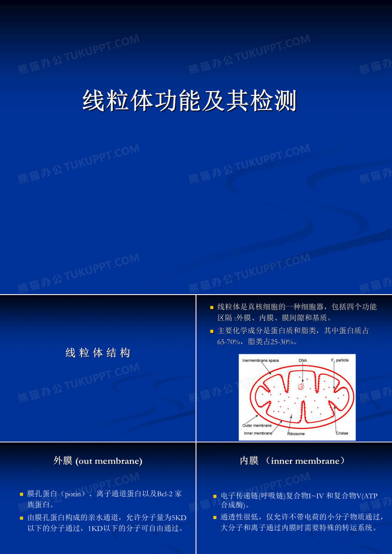 线粒体功能..