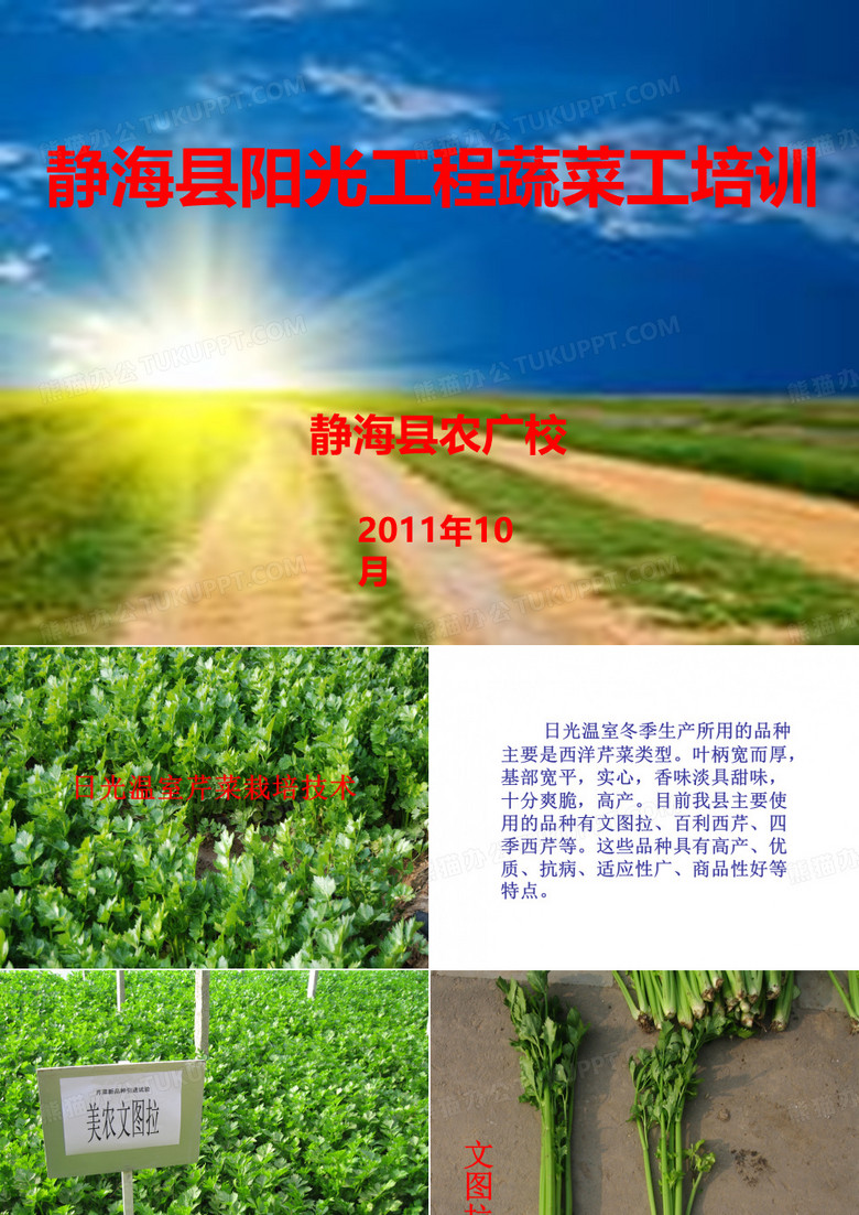 芹菜栽培技术解答