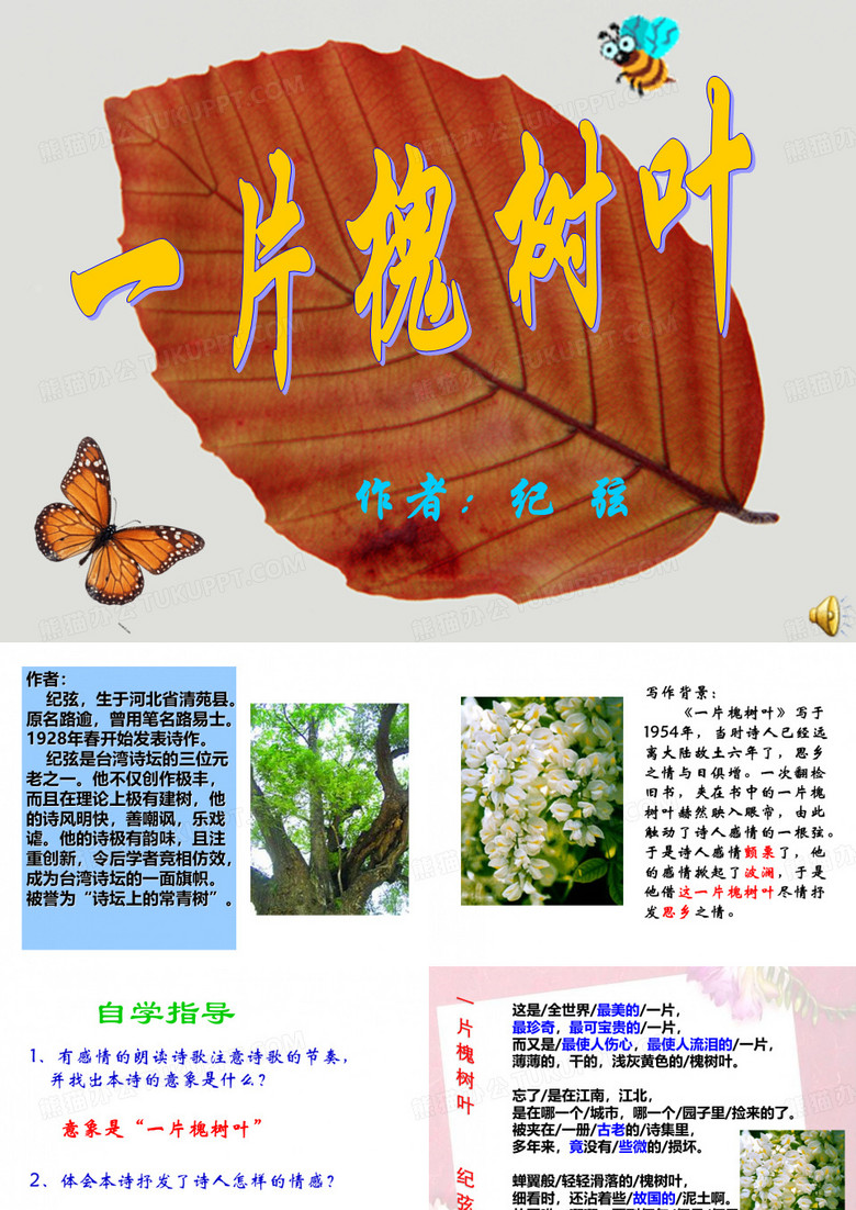一片槐树叶