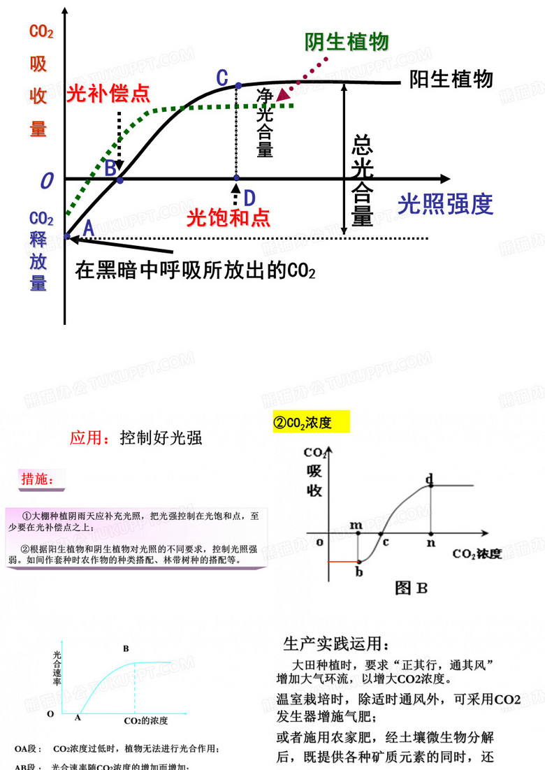 能量之源—光与光合作用(公开课)