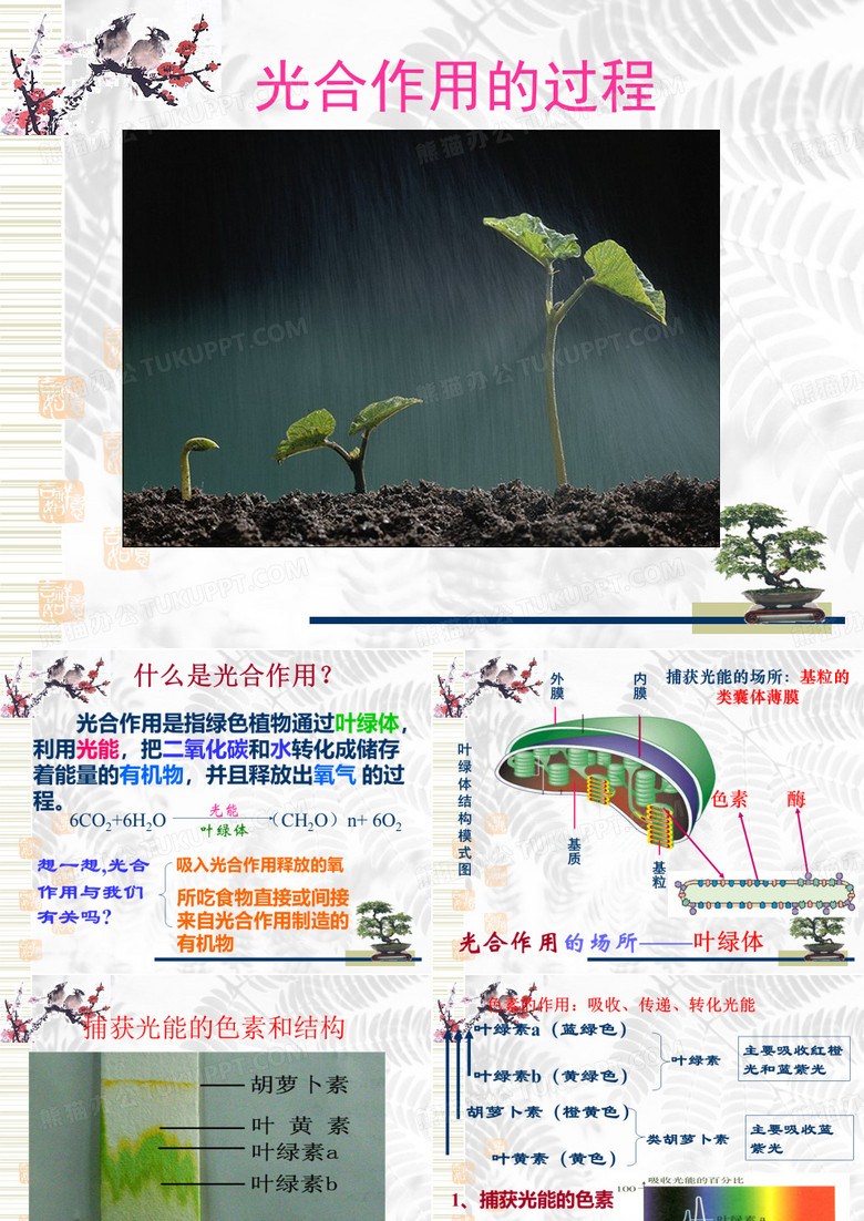 54能量之源——光和光合作用