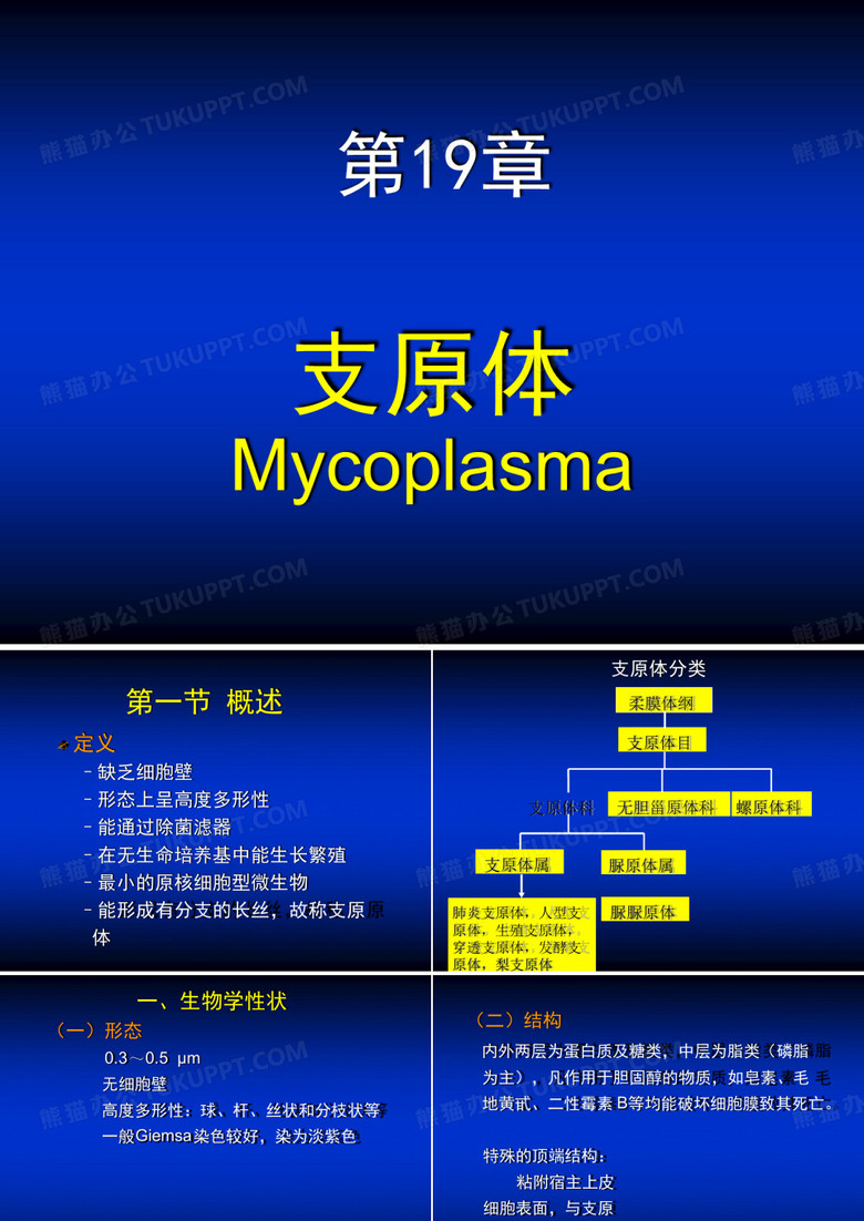 支原体模板
