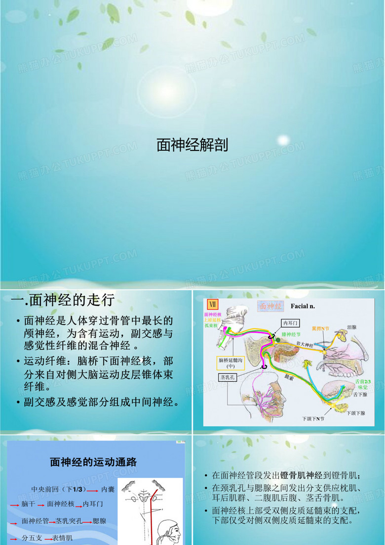 面神经解剖