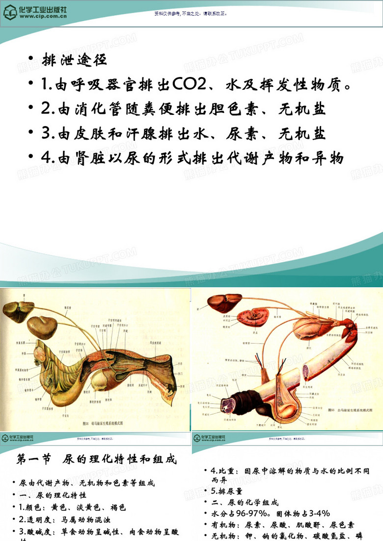 动物生理学泌尿
