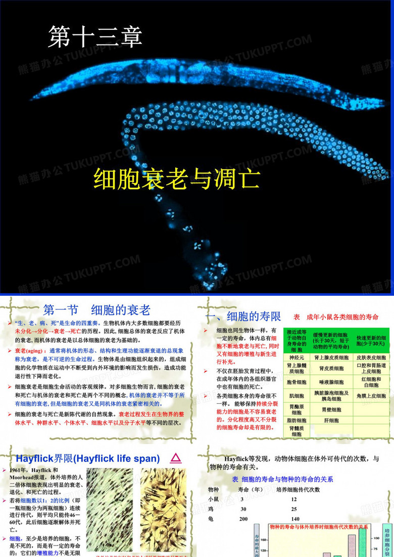 细胞衰老与凋亡