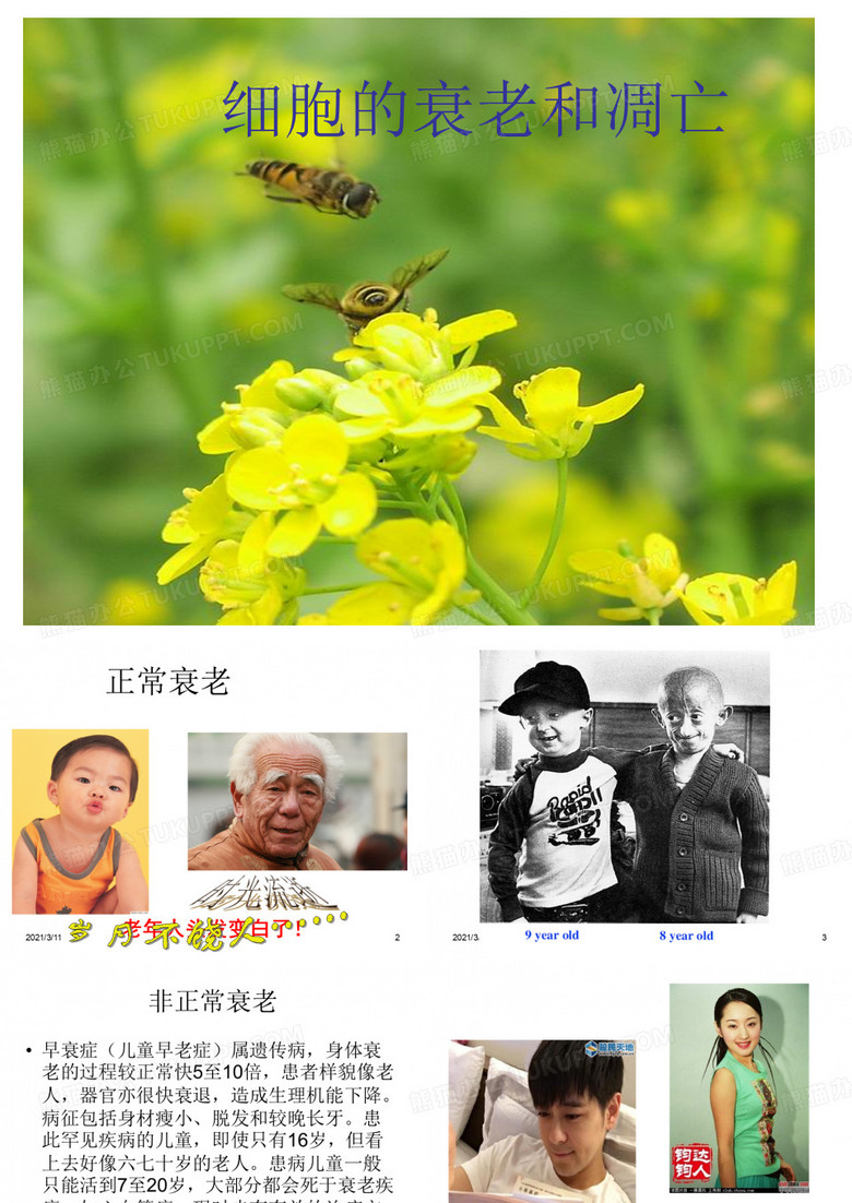 细胞衰老凋亡