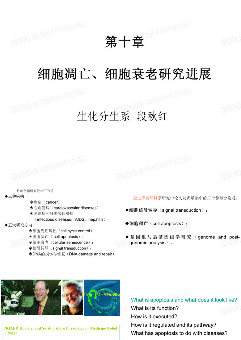 细胞凋亡、细胞衰老进展