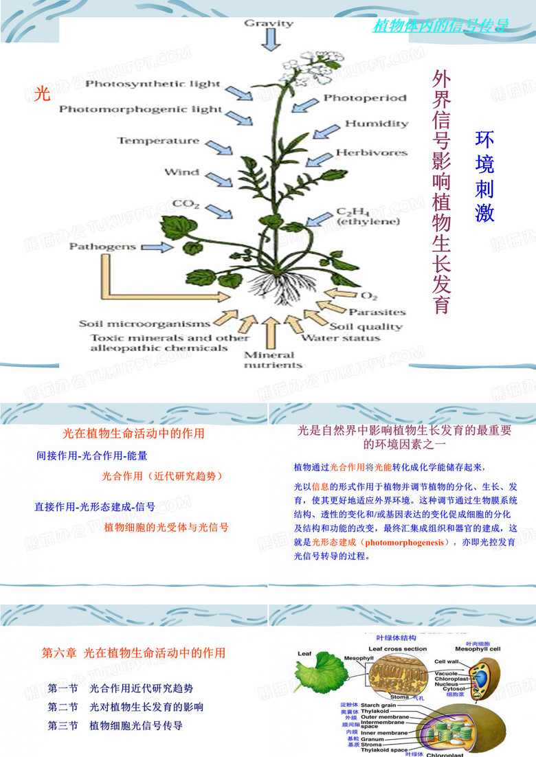 光合作用-植物细胞的光受体与光信号