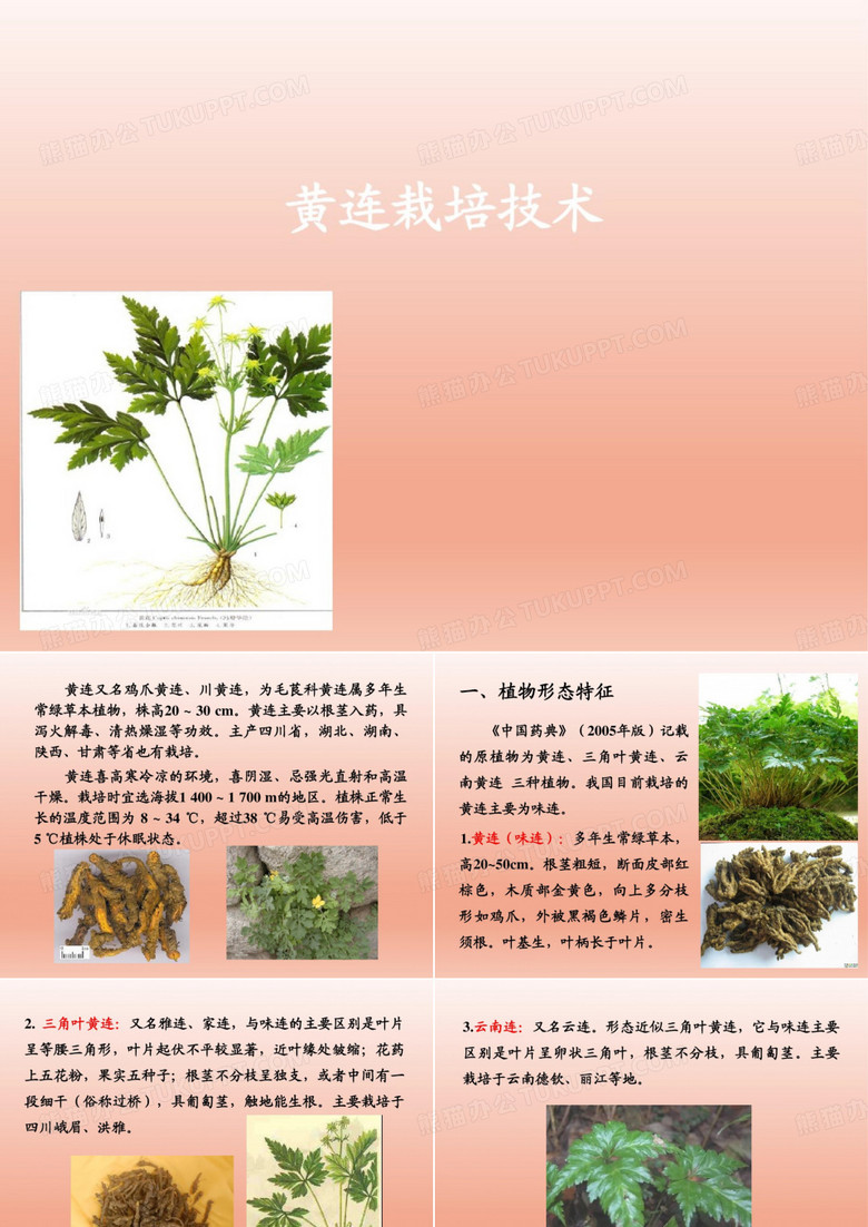 黄连栽培技术