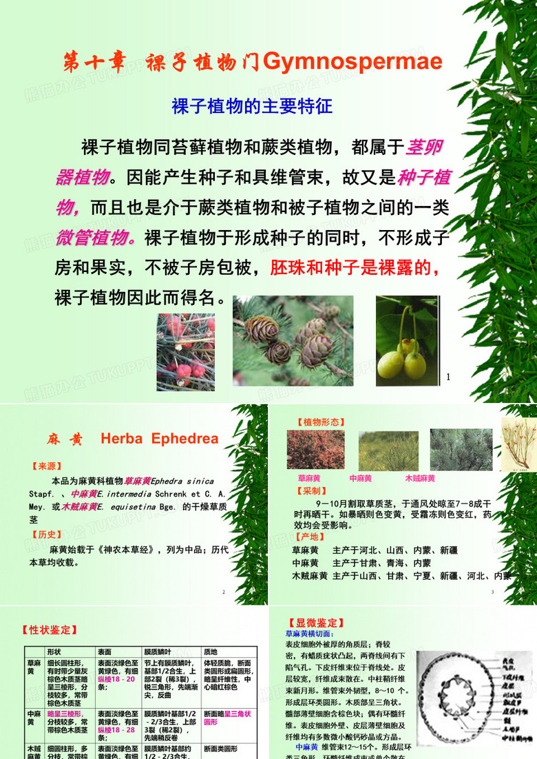 麻黄-黄连1
