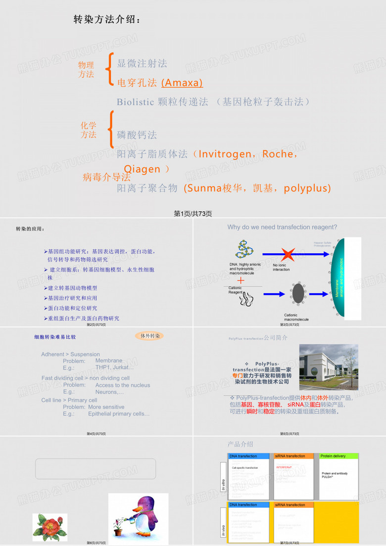 细胞转染PPT课件