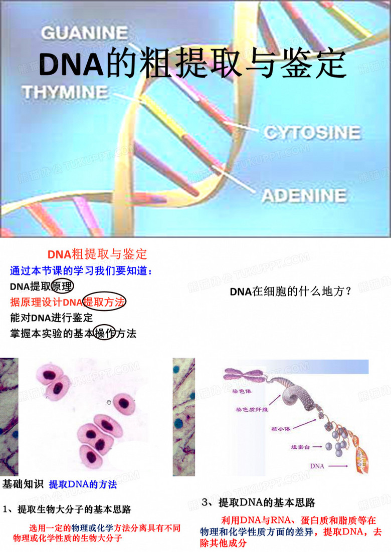 上课  DNA的粗提取与鉴定