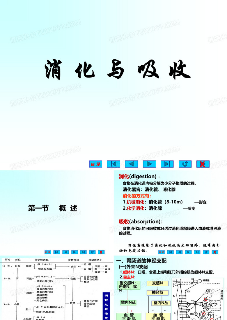 生理学消化与吸收