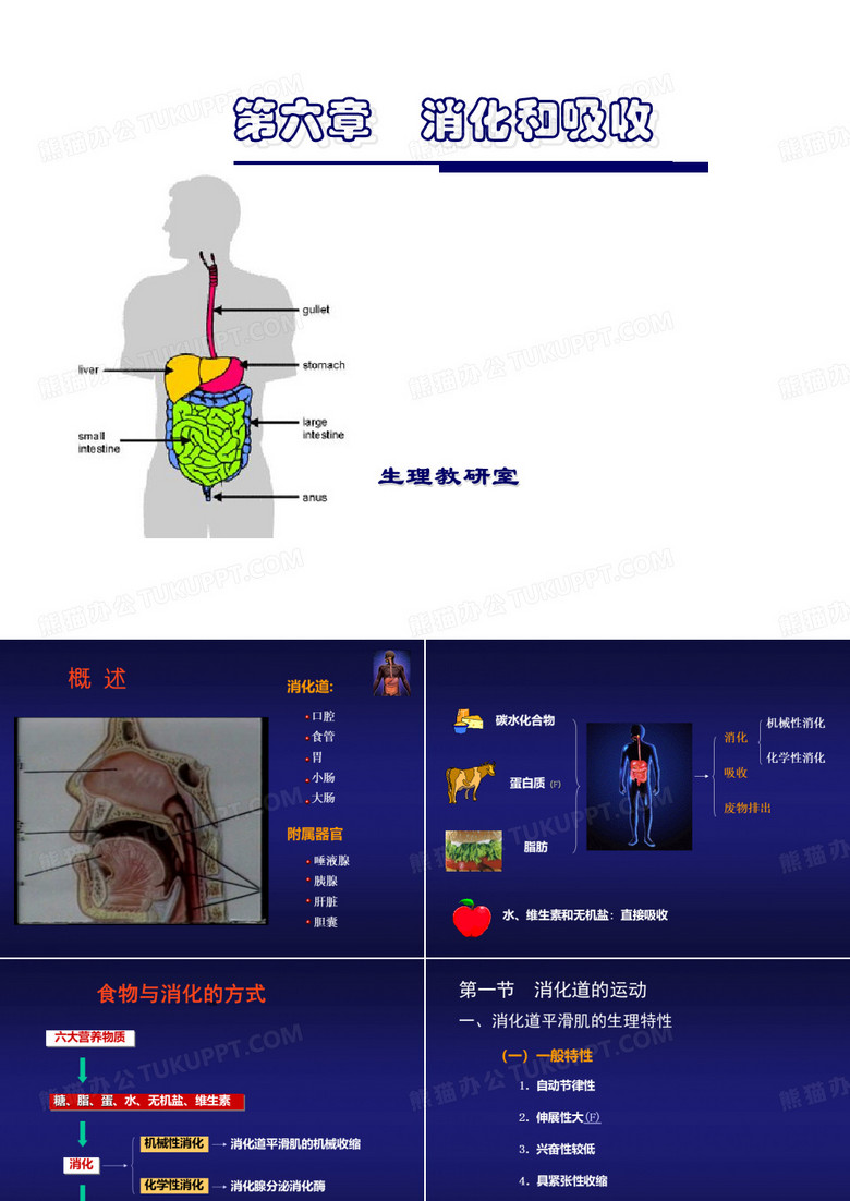消化和吸收-人体生理学