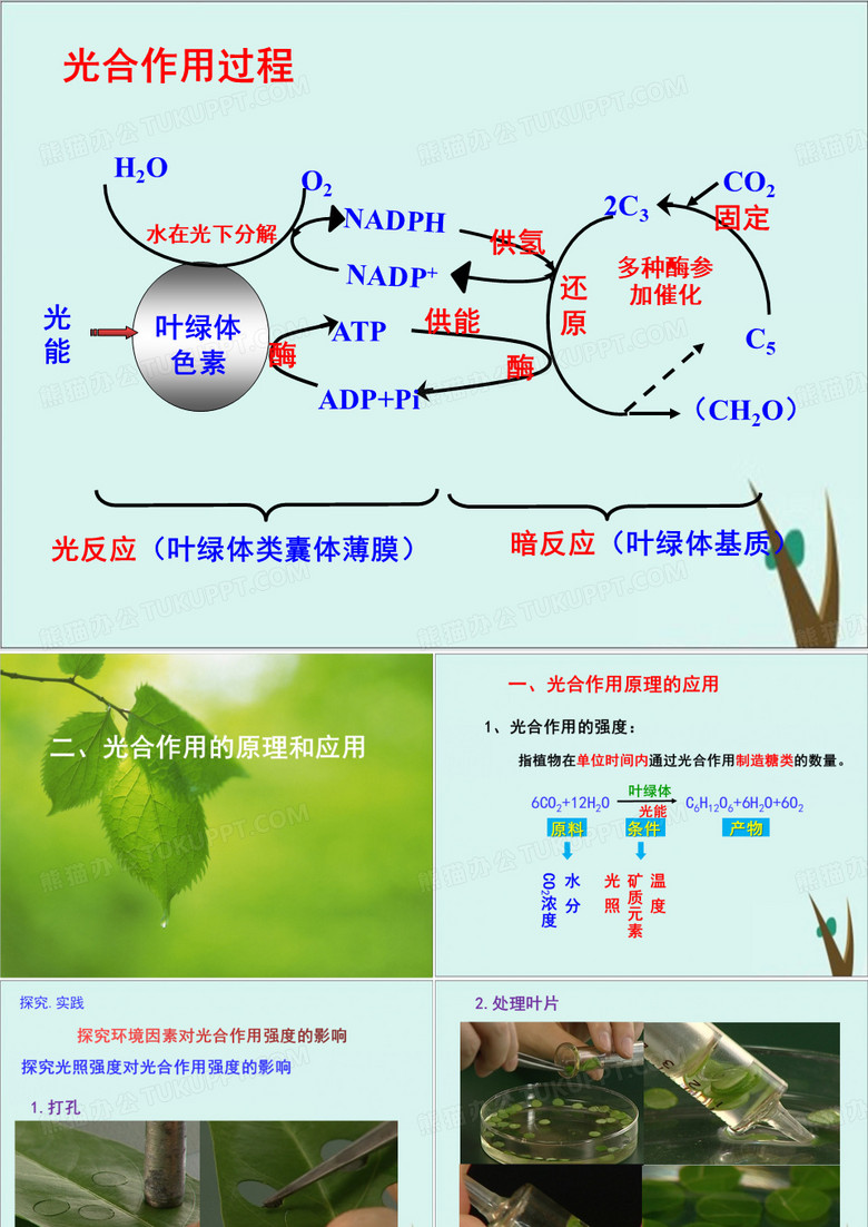 5.光合作用的原理和应用