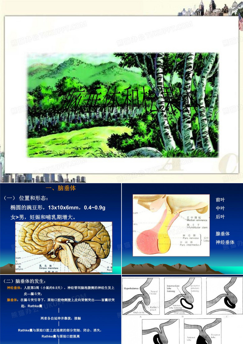 脑垂体和松果体