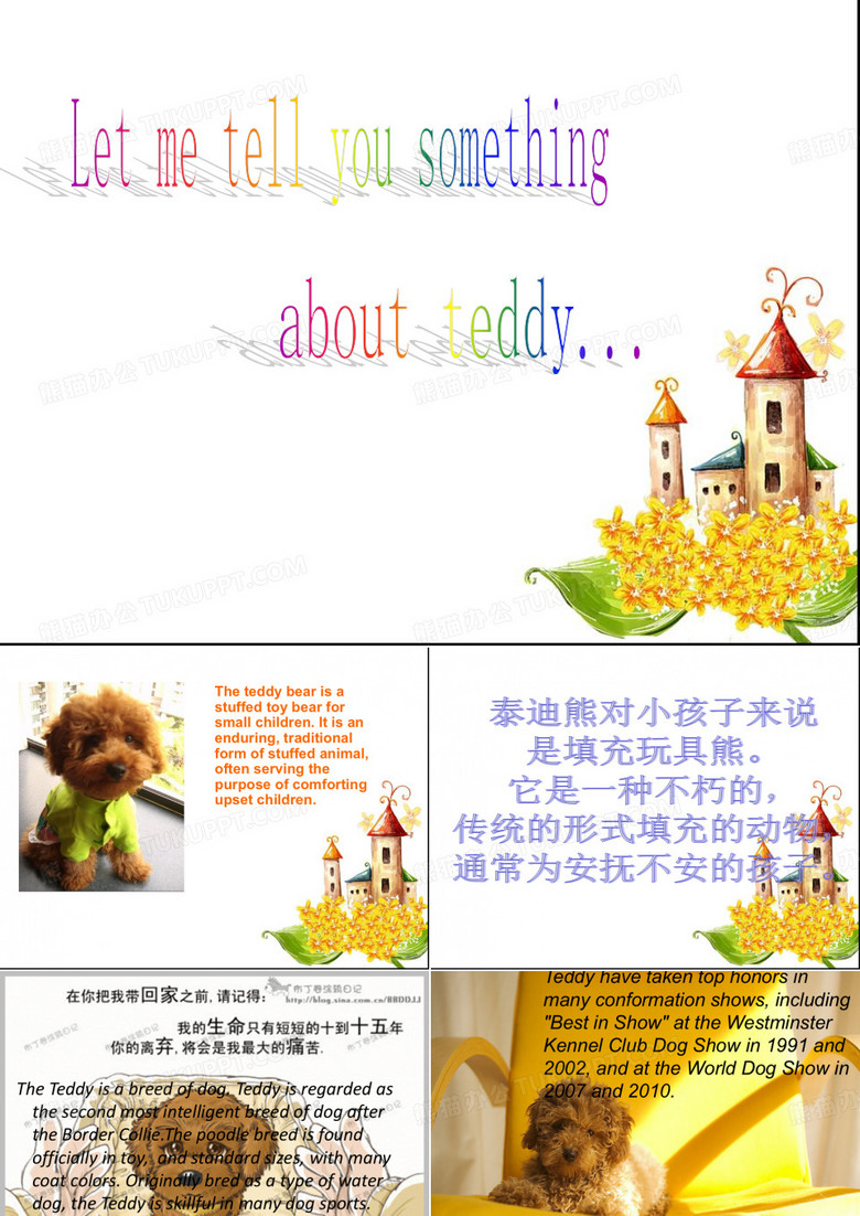 泰迪狗中英文介绍