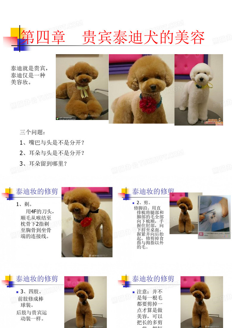 宠物美容-贵宾泰迪装的修剪