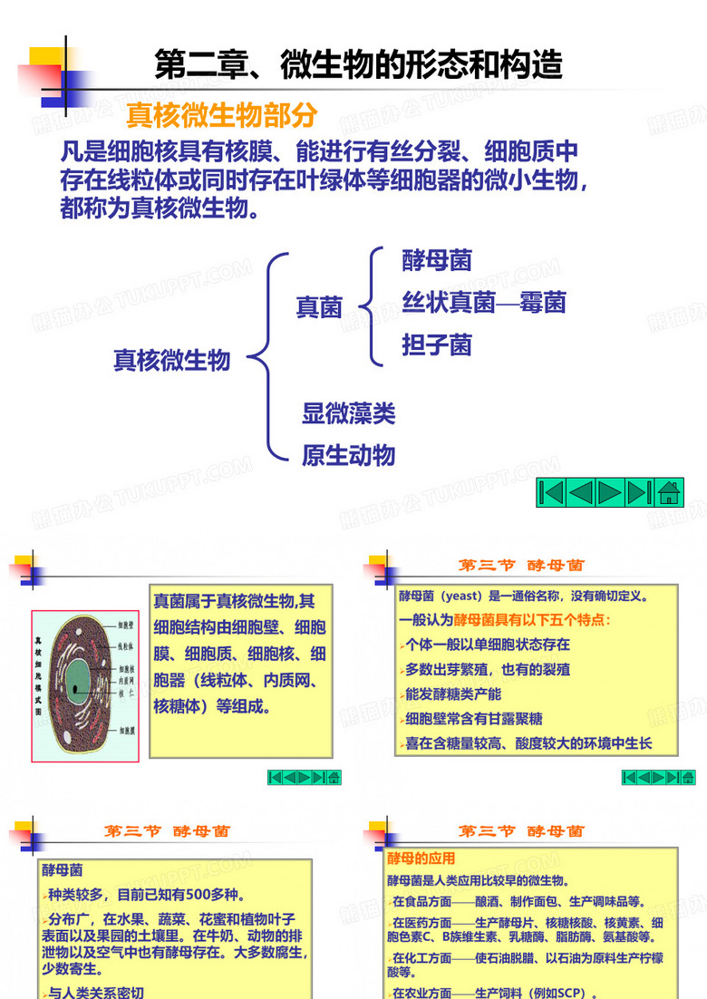 酵母菌