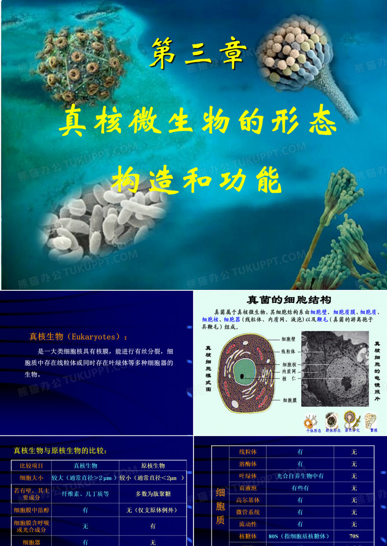 酵母菌