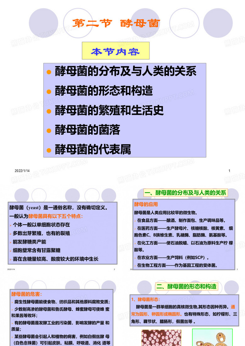 酵母菌的分布及与人类的关系酵母菌的形态和构造酵母菌的