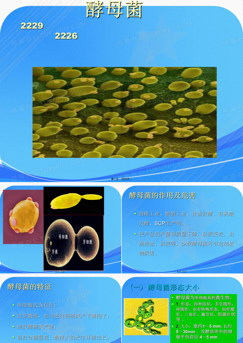 酵母菌课件