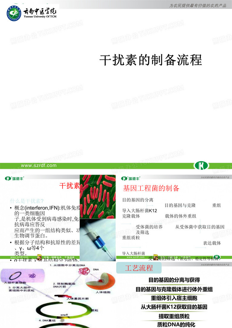 干扰素制备的工艺流程图