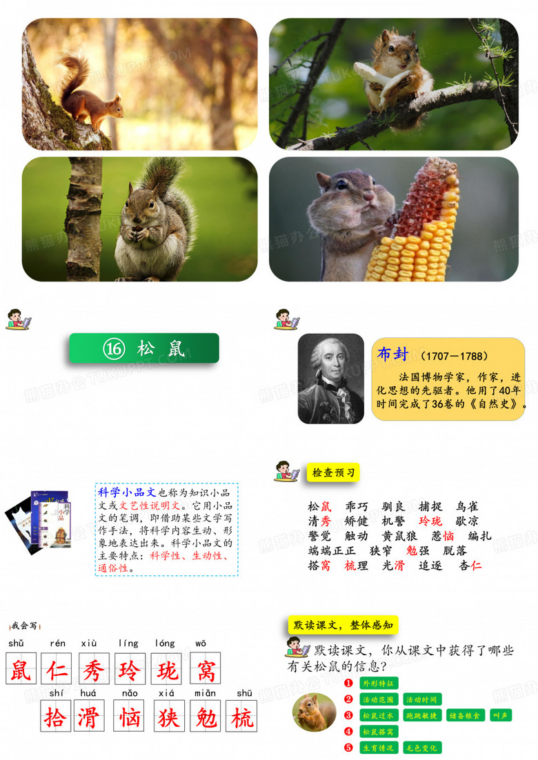 部编版五年级上册《松鼠》