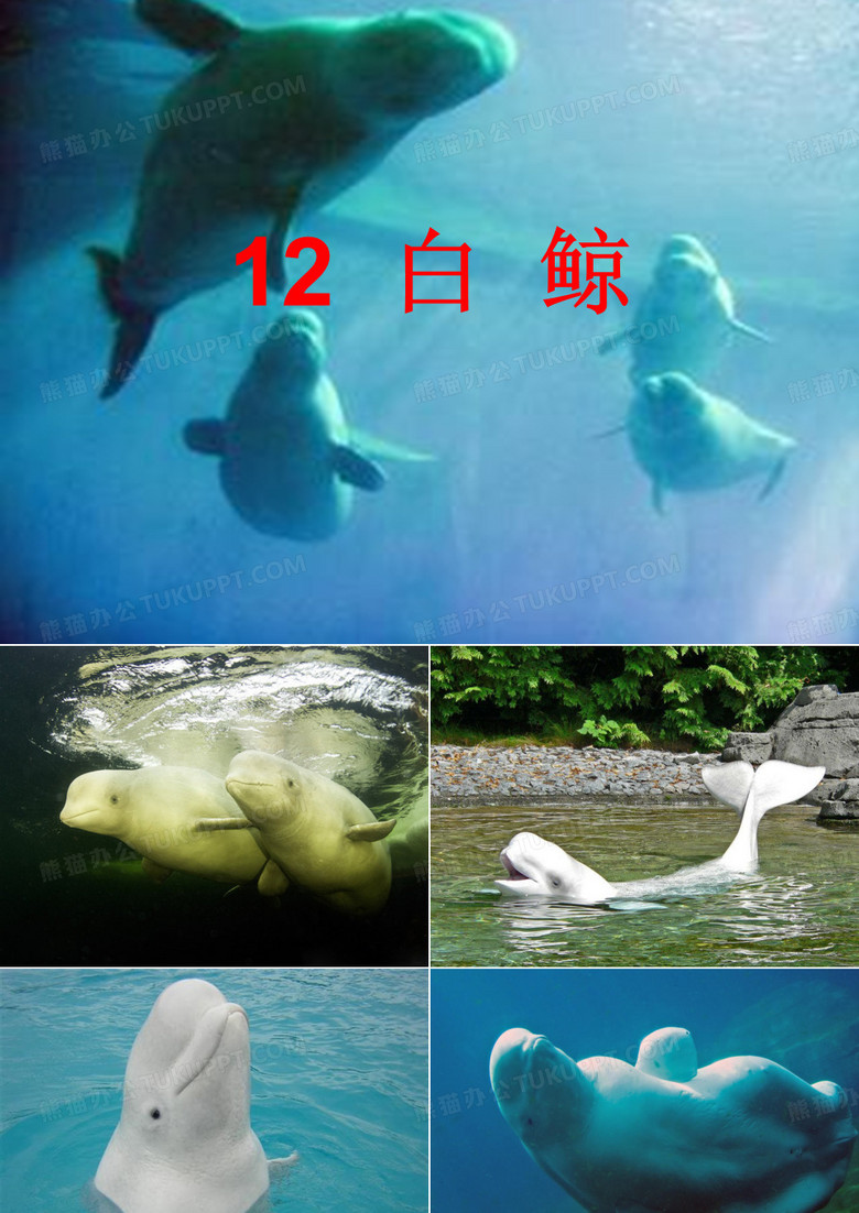 12.白鲸