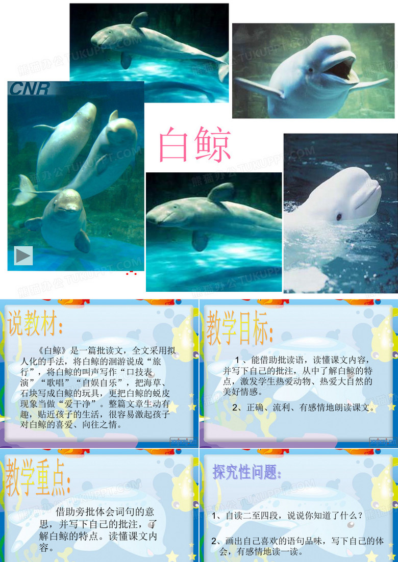 白鲸PPT课件