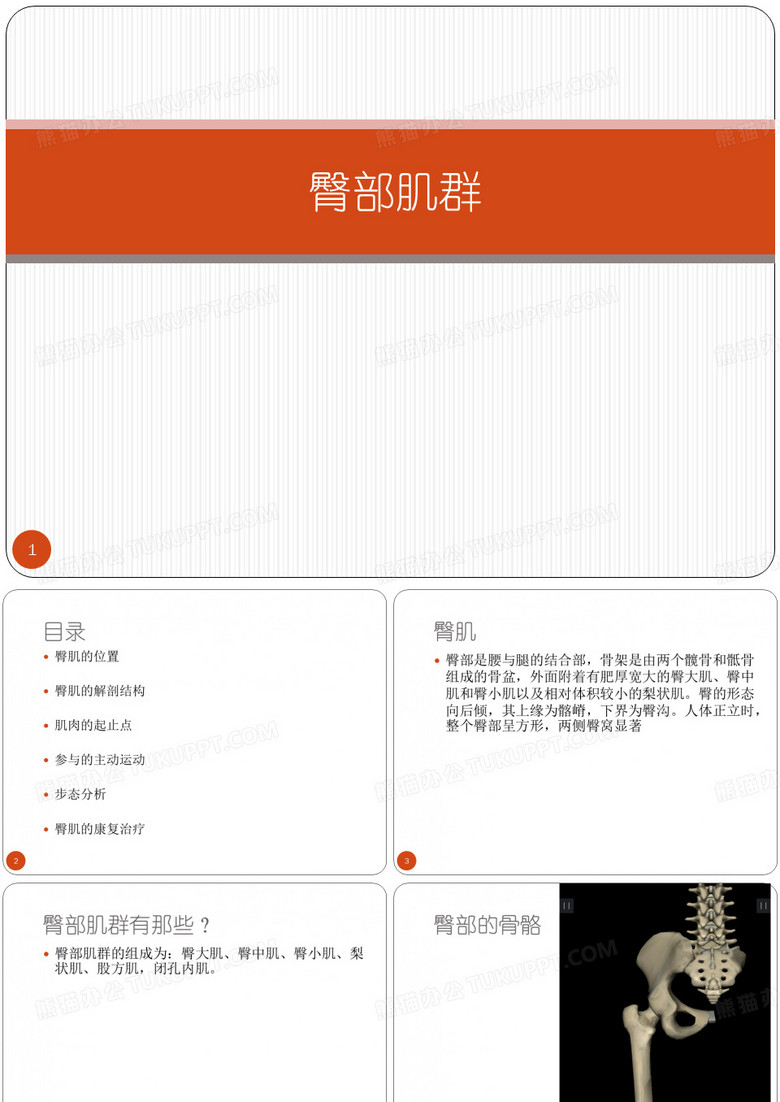 臀部肌群ppt课件