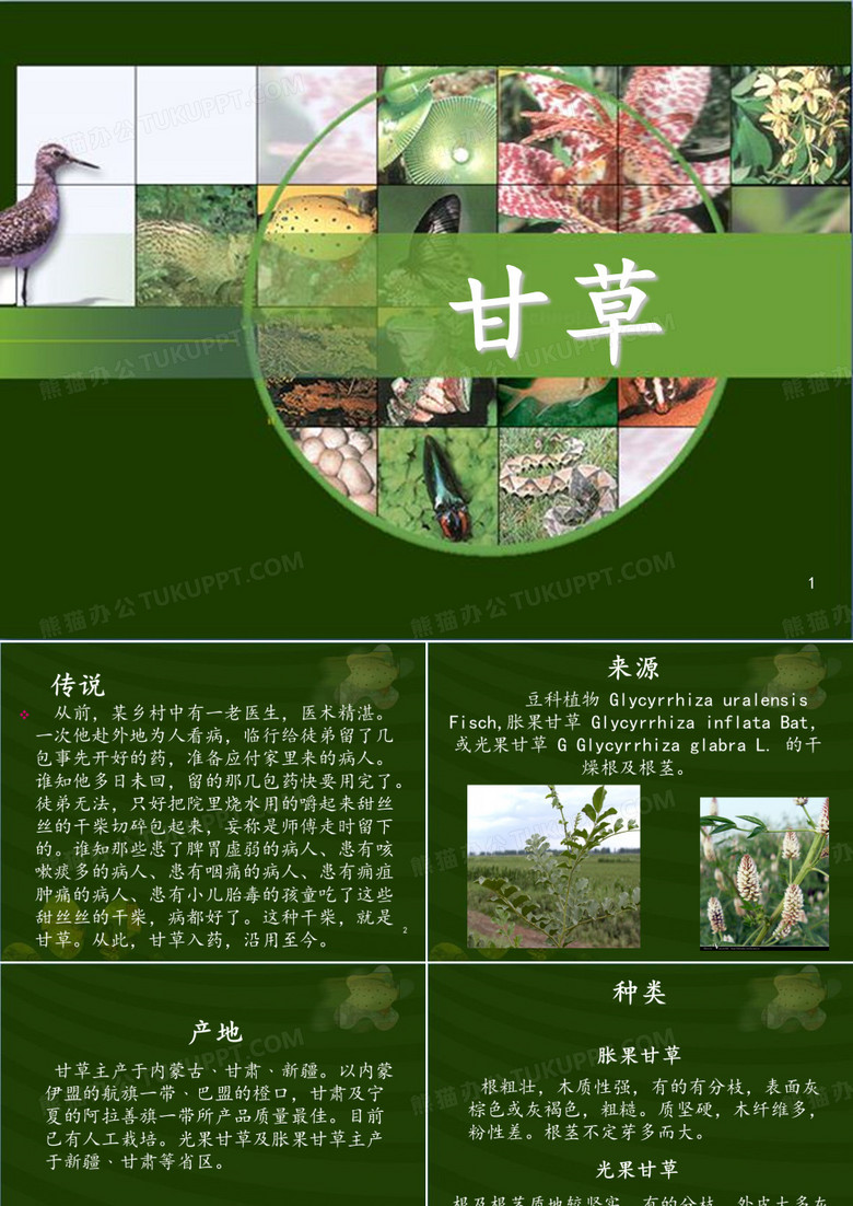 甘草 (1)